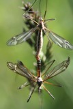 Accouplement de tipules -  Crane fly mating