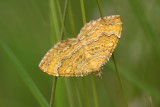 Brocatelle dor (Camptogramma bilineata) papillon de nuit envergure 2 a 2,5cm