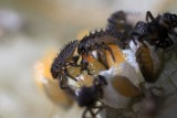 Eclosion des larves de coccinelle - Hatching of lady bugs larva