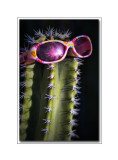 Celebrity Cactus.jpg
