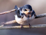 2011 07 14_CAPE COD_1672--HIRONDELLE RUS--900.jpg