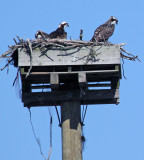 2011 07 15_CAPE COD_2900_BALBU-900.jpg