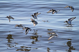 2011 09 14_RIMOUSKI-7-_2947--LIMICOLES-_edited-1.jpg