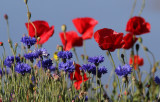 2011 09 14_RIMOUSKI-7-_3007--COQUELICOTS-900.jpg