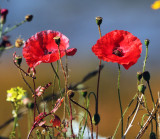 2011 09 19_RIMOUSKI-_5110--FLEURS-900.jpg