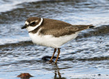 2011 09 16_RIMOUSKI_3129--pluvier sem_edited-1.jpg