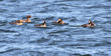 2011 09 21_RIMOUSKI_5568--eiders fem_edited-1.jpg