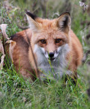 maison-bouch--_2011 10 12_0167--renard roux--900.jpg