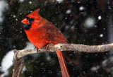 CARDINAL_2012 01 13_0457_modifi-1.jpg