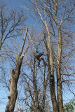arbres_2012 03 27_0027--dans ma cour-800.jpg