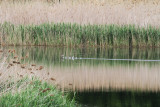 les iles_2012 05 27_0738--Course sur leau-800.jpg