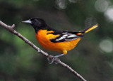 maison_2012 05 31_0074--doriole-800.jpg