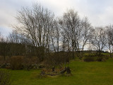 back yard