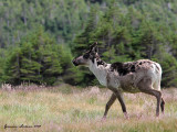 Caribou des bois