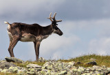 Caribou des bois