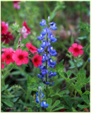 Texas Wild Flowers 2012
