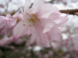 Blossom 4.bmp