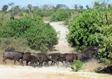 Buffalo heading for water