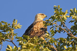 Tawny Eagle, juvenile