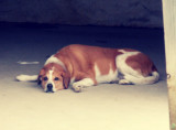 Tired Puppy