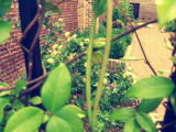 Secret Garden