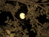 When the moon hits your eye