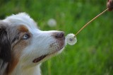 Stopping To Smell The Dandelions