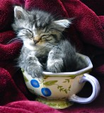 The Little Kitten - August 16, 2011