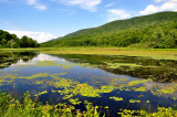 Beaver Pond