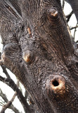 Oh, I Saw You Yesterday In My Woods!!!