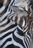 Yikes Stripes