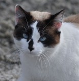 A Blue Eyed Beauty