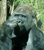 mmm...I Love It When They Dip My Bananas In Chocolate