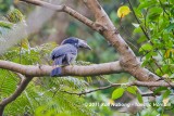 Tarictic Hornbill