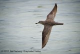 Grey-tailed Tattler