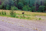 Black bear on the Haines Highway