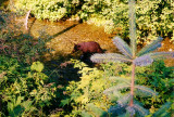 Bear in Fish Creek near Hyder, AK