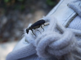 margined blister beetle