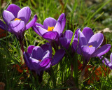 Crocus 09.jpg