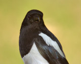 Magpie 03.jpg