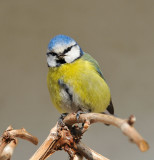 Bluetit 91.jpg