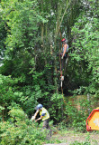 TreeSurgery280612_ 08.jpg