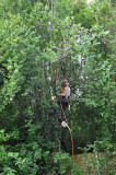 TreeSurgery280612_ 10.jpg