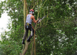 TreeSurgery280612_ 33.jpg