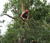 TreeSurgery280612_ 35.jpg