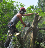 TreeSurgery280612_ 66.jpg