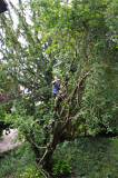 TreeSurgery280612_ 73.jpg