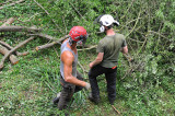 TreeSurgery280612_ b105.jpg