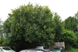 TreeSurgery280612_ b122.jpg