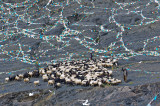 Herds at Lake Yamdrok